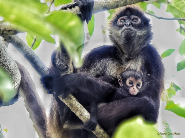 Mama and Baby Spider Monkeys