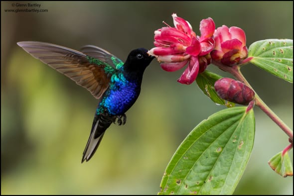 Velvet-purple Coronet (Boissonneaua Jardini)