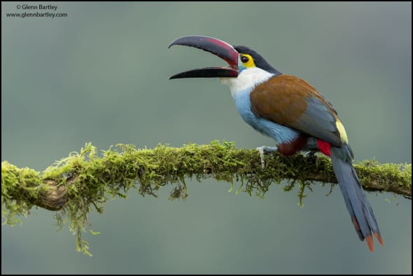 Black-billed Mountain Toucan