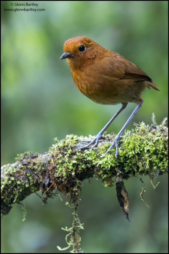 Chami Antpitta (Grallaria Alvarezi)