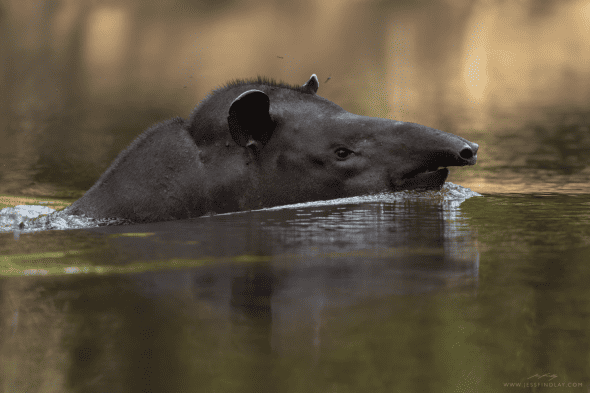 Tapir