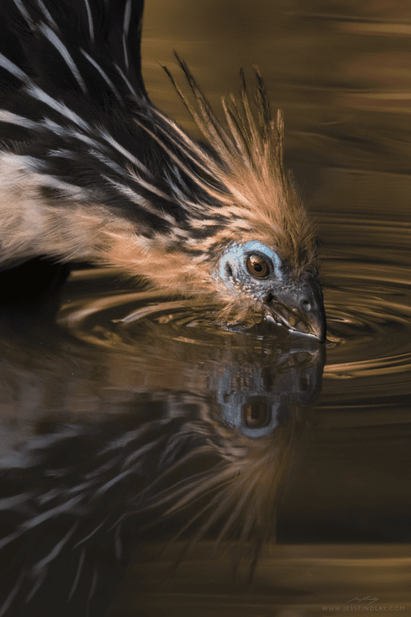 Hoatzin