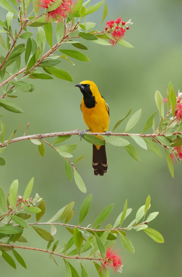 Hooded Oriole on Crimson Bottlebrush