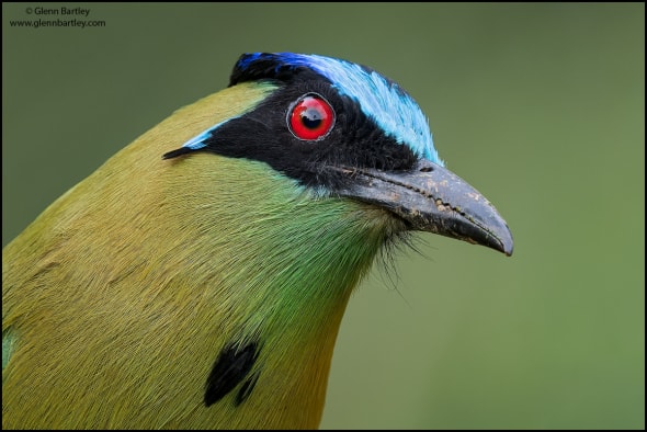 Andean Motmot (Momotus aequatorialis)