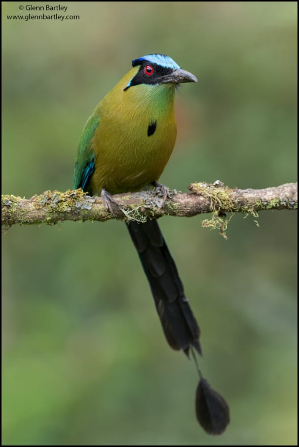 Andean Motmot (Momotus aequatorialis)