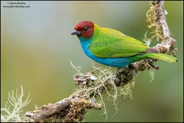 Bay-headed Tanager (Tangara gyrola)