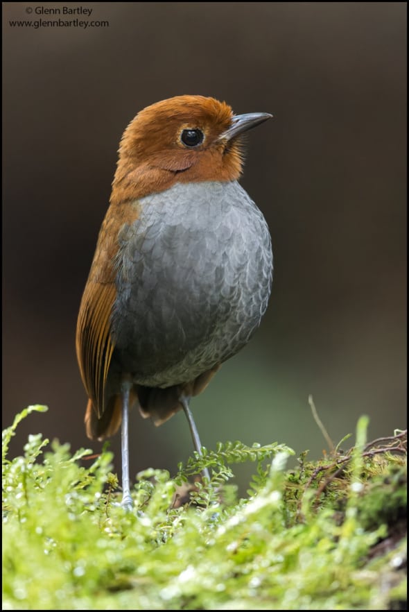 Bicolored Antpitta (Grallaria rufocinerea)