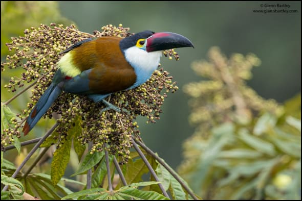 Black-billed Mountain Toucan (Andigena nigrirostris)