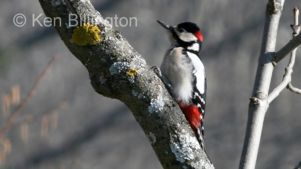 Great Spotted Woodpecker (Dendrocopos major) 