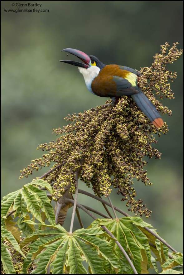 Black-billed Mountain Toucan (Andigena nigrirostris)