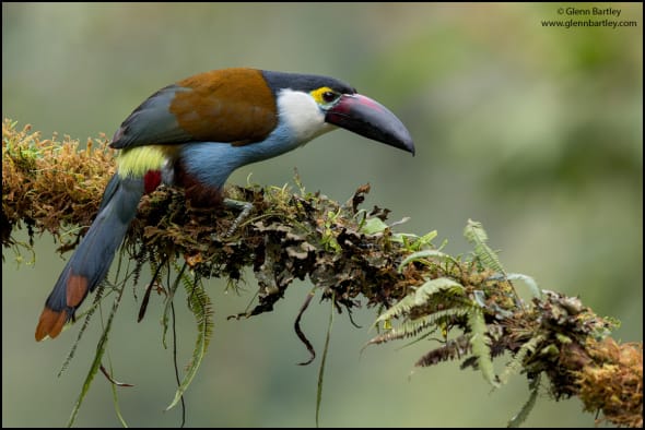 Black-billed Mountain Toucan (Andigena nigrirostris)