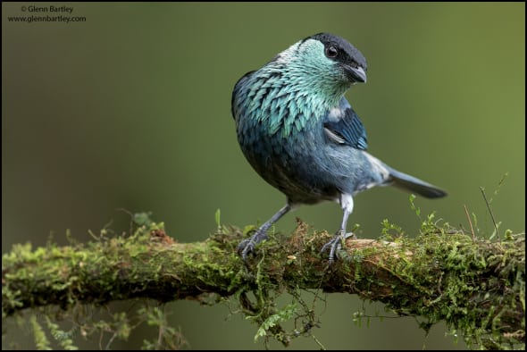 Black-capped Tanager (Tangara heinei)