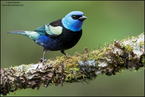 Blue-necked Tanager (Tangara cyanicollis)