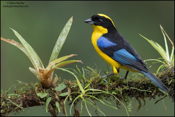 Blue-winged Mountain Tanager (Anisognathus somptuosus)