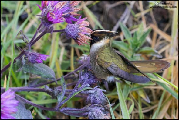 Buffy Helmetcrest (Oxypogon stuebelii)