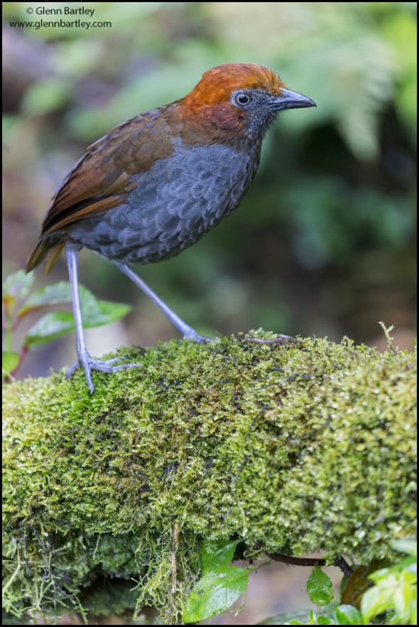 Chestnut-naped Antpitta (Grallaria nuchalis)