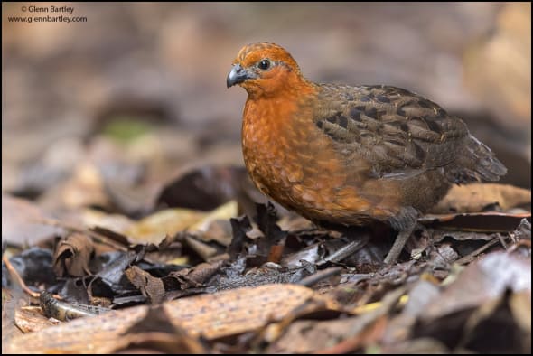 Chestnut Wood-quail (Odontophorus hyperythrus)