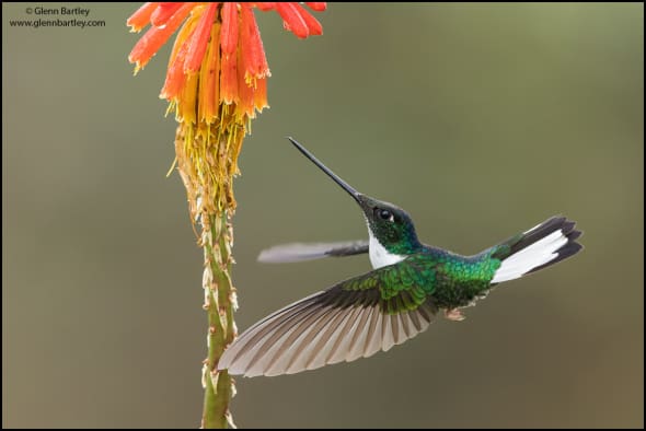 Collared Inca (Coeligena torquata)