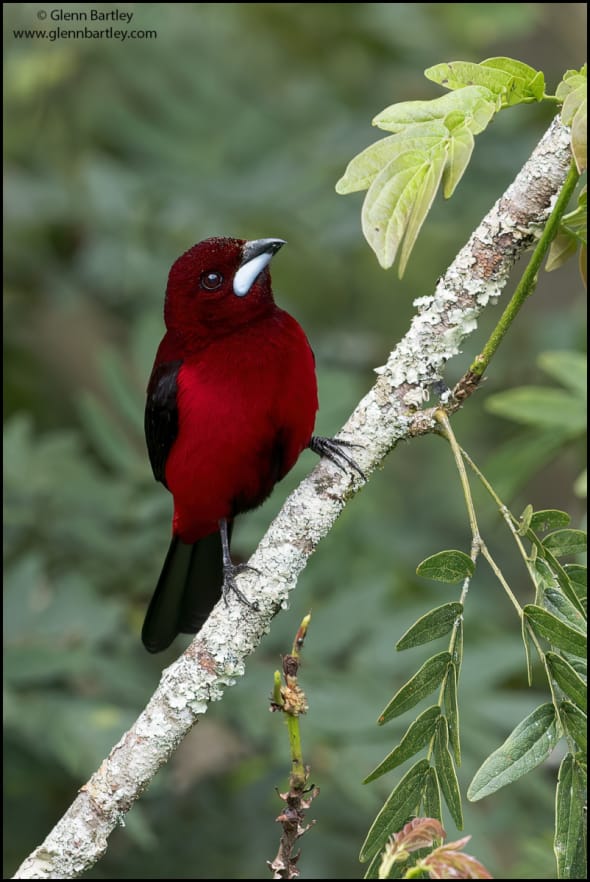 Crimson-backed Tanager (Ramphocelus dimidiatus)