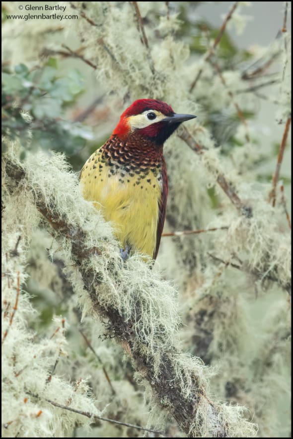 Crimson-mantled Woodpecker (Piculus rivolii)