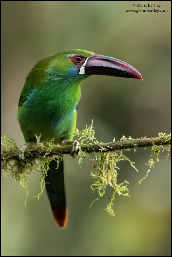 Crimson-rumped Toucanet (Aulacorhynchus haematopygus)