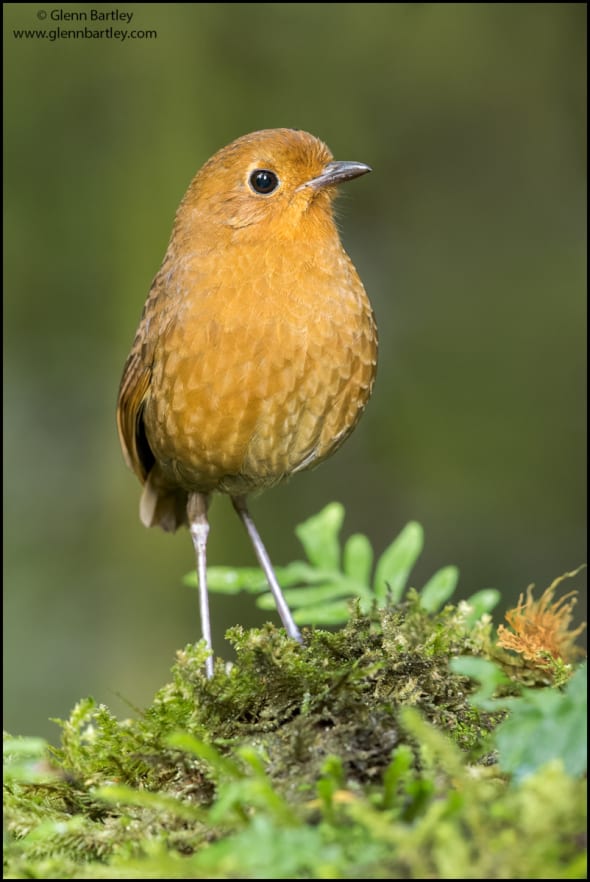 Equatorial antpitta (Grallaria saturata)