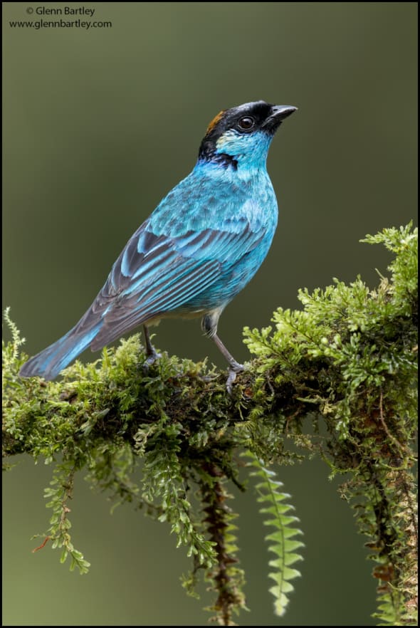 Golden-naped Tanager (Tangara ruficervix)