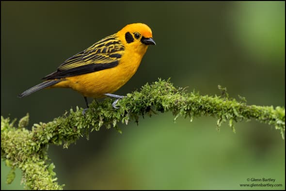 Golden Tanager (Tangara arthus)