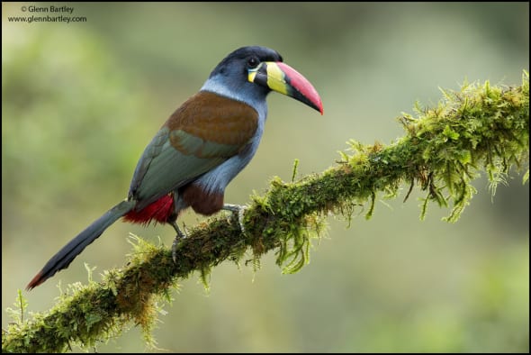 Gray-breasted Mountain-Toucan (Andigena hypoglauca)