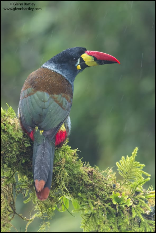 Gray-breasted Mountain-Toucan (Andigena hypoglauca)