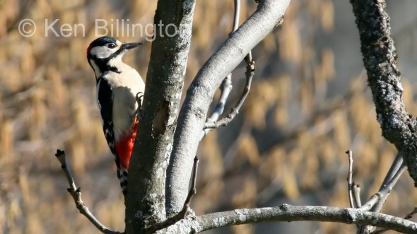 Great Spotted Woodpecker (Dendrocopos major) 