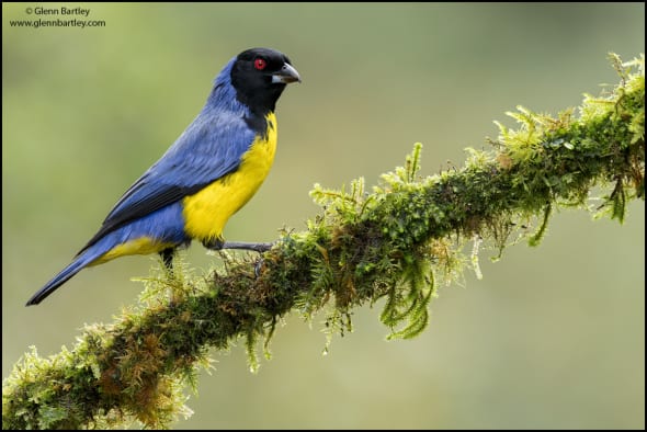 Hooded Mountain-Tanager (Buthraupis montana)