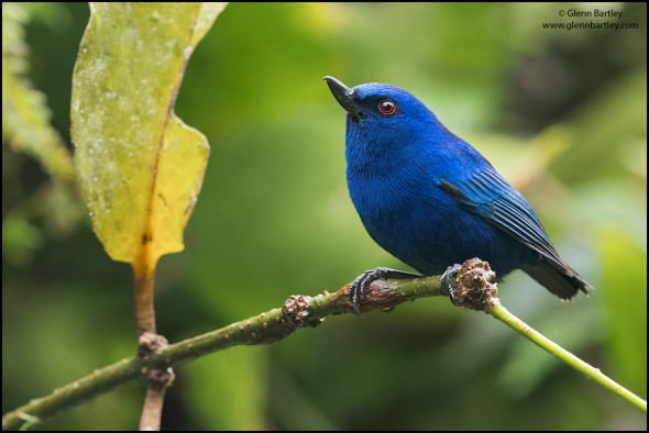 Iindigo Flowerpiercer (Diglossa indigotica)