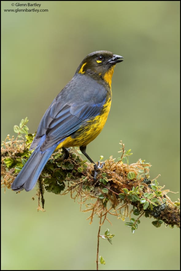 Lacrimrse Mountain-Tanager (Anisognathus lacrymosus)