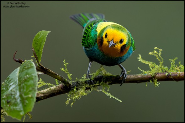 Multicolored Tanager (Chlorochrysa nitidissima)