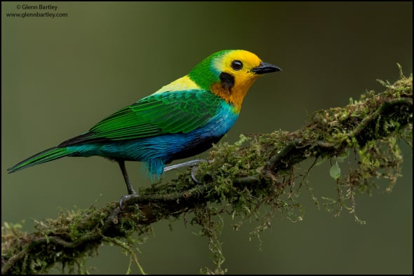 Multicolored Tanager (Chlorochrysa nitidissima)