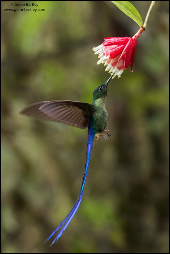 Violet-tailed Sylph (Aglaiocercus coelestis)