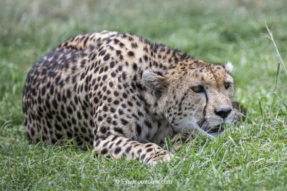 Cheetah Stalking Pose