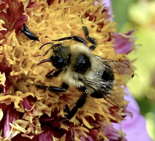 Bumblebee, Bombus Impatiens Feeding