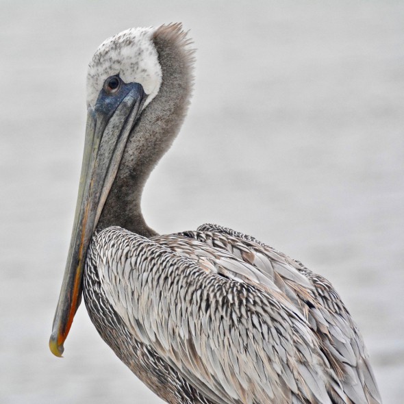 Brown Pelican