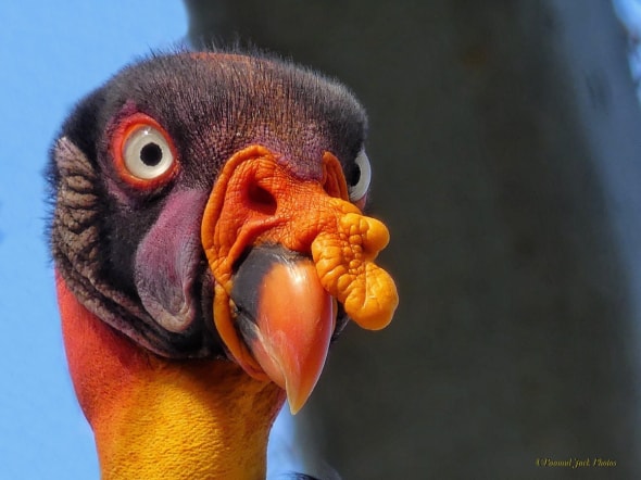 Mexican King Vulture.