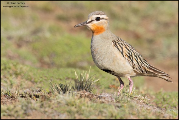 Tawny-throated Dotterel