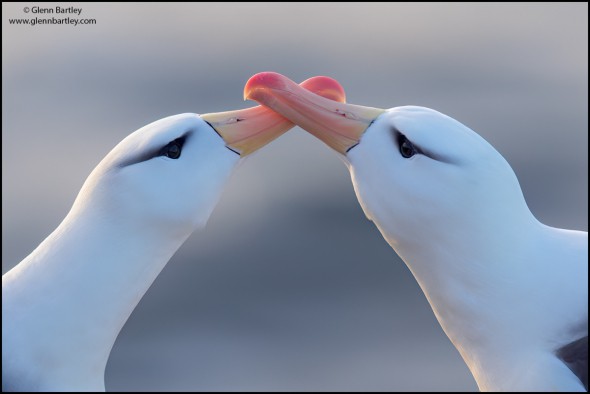 Black-browed Albatross