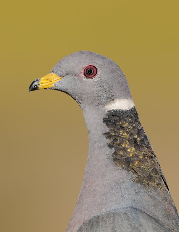 A Portrait of the Stunning Band-tailed Pigeon