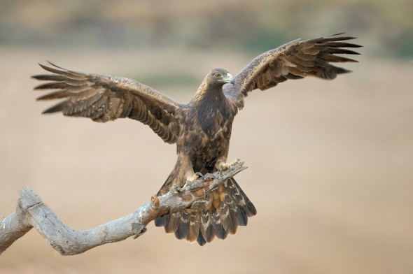 A Stunning Golden Eagle Just Landed