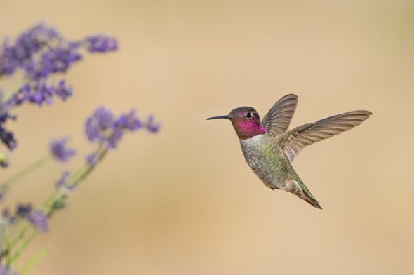 Anna's Hummingbird