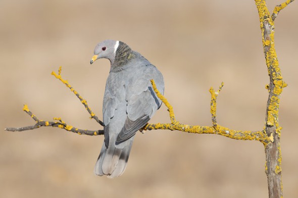 Band-tailed Pigeon