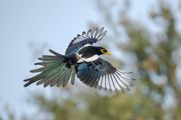 Banking Yellow-billed Magpie