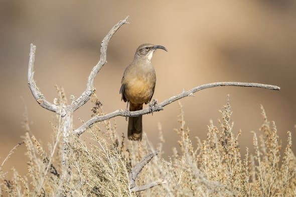 California Thrasher