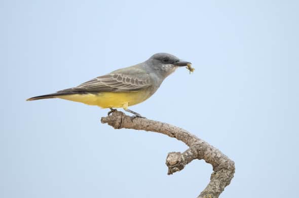 Cassin's Kingbird with Wasp